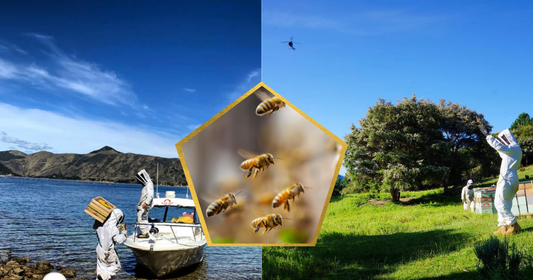 How Bees Make Smart Decisions Without a Leader