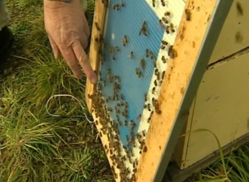 From Hive to Hope: The Story of Nectar Ease