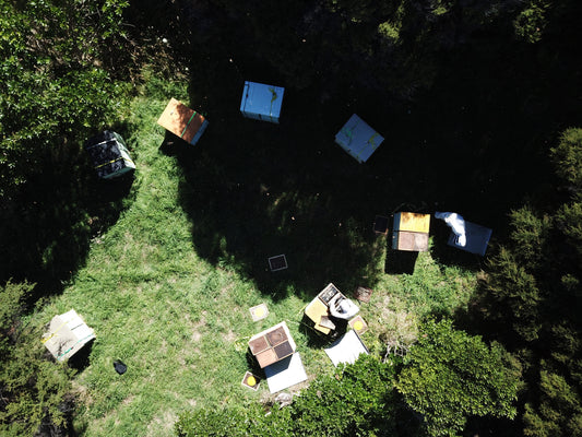 Nelson Honey Finds Sweet Success in South Korea